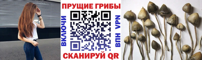 Галлюциногенные грибы Cubensis  Туран 